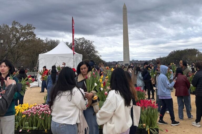 Hundreds gather on National Mall for DC Tulip Day