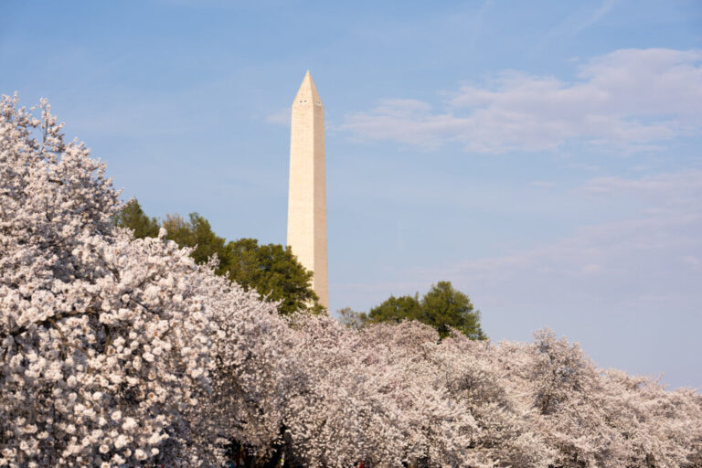 Sea wall rebuild at Tidal Basin almost finished, and Stumpy is still part of it