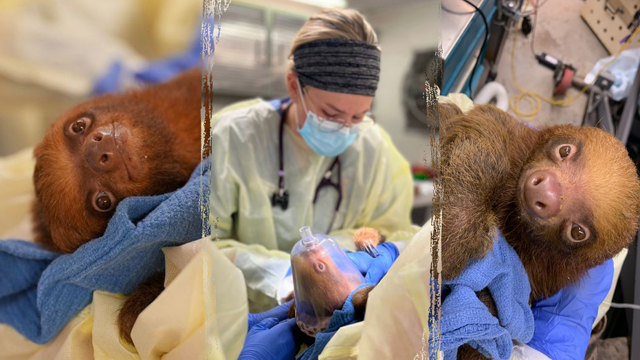 Split of sloths receiving medical treatment at the Central Florida Zoo & Botanical Gardens.