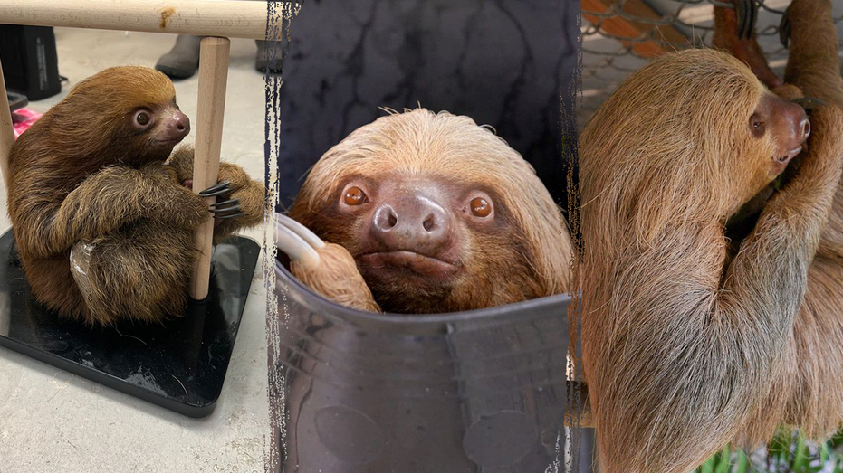 Split of the sloths (from right) Mr. Ginger, Dumpling and Habanero.