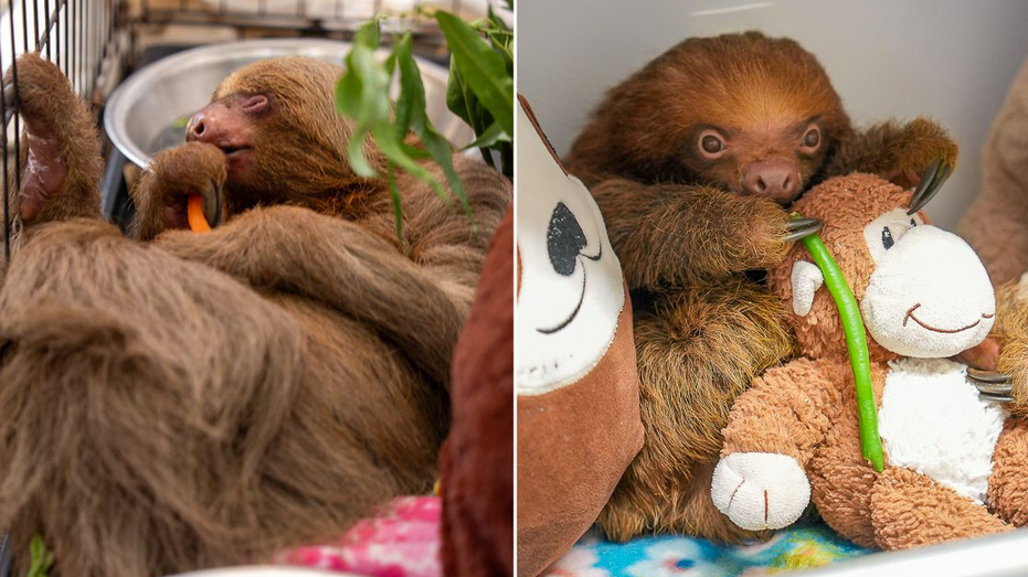 Split of sloths (from right) Bandit and Mr. Ginger.