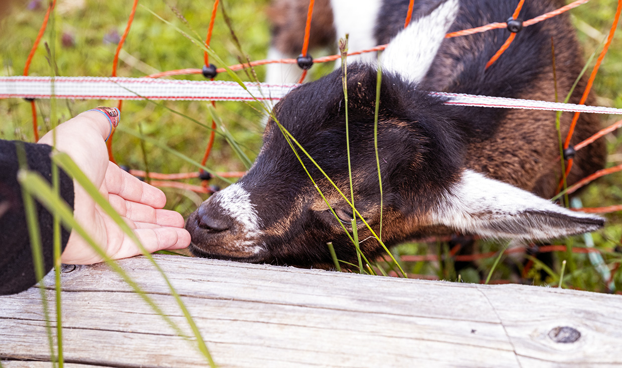 Goat in Seefeld Goat in Seefeld