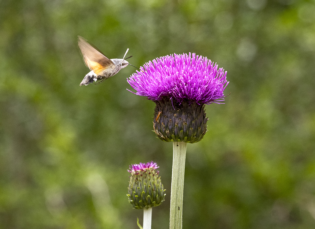 Hummingbird hawk-moth Hummingbird hawk-moth